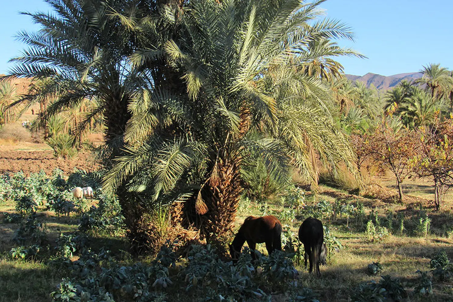 Caravane de Rêve – Wüstentouren ab Agadir