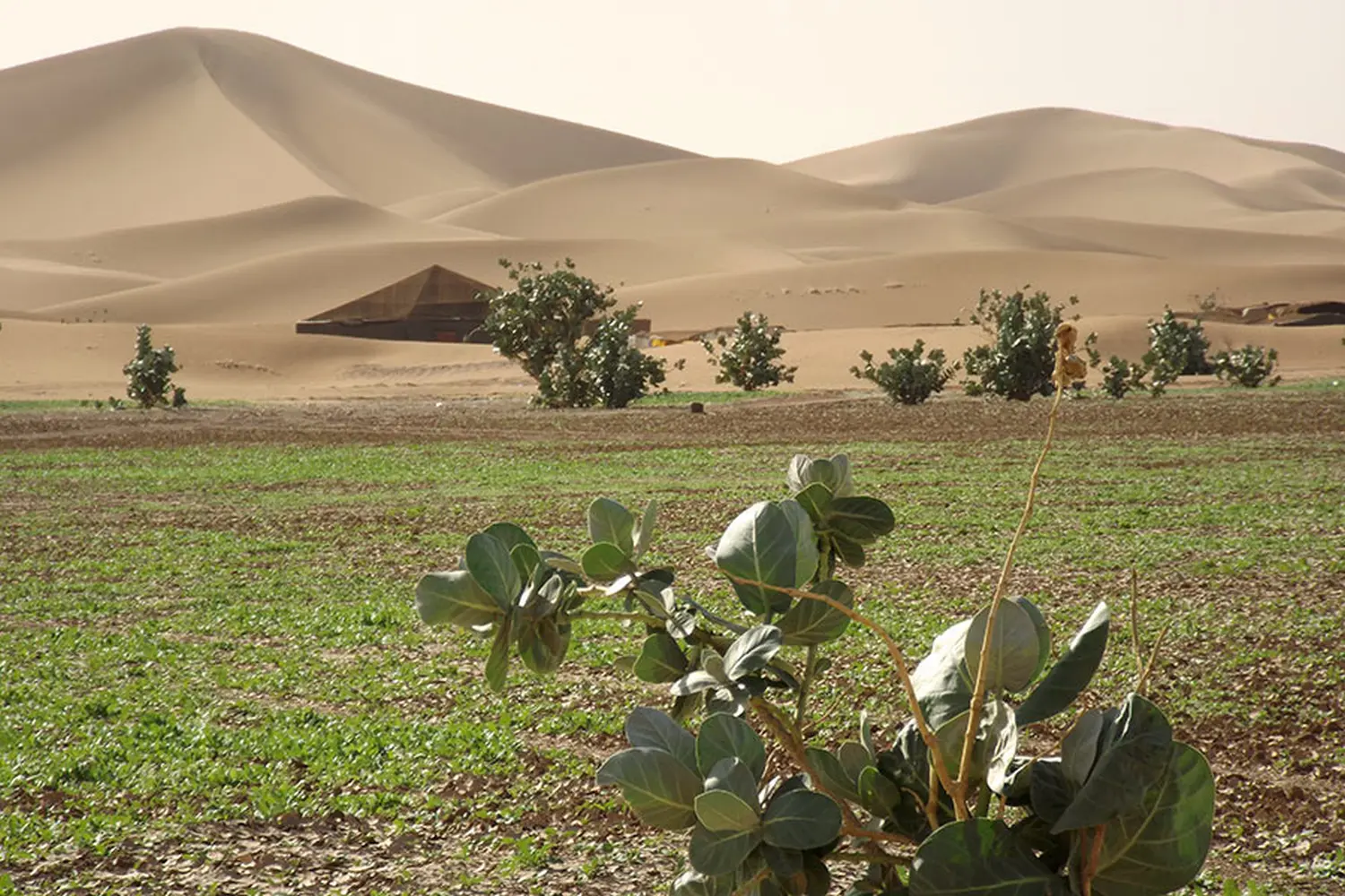 Caravane de Rêve – Wüstentouren ab Agadir