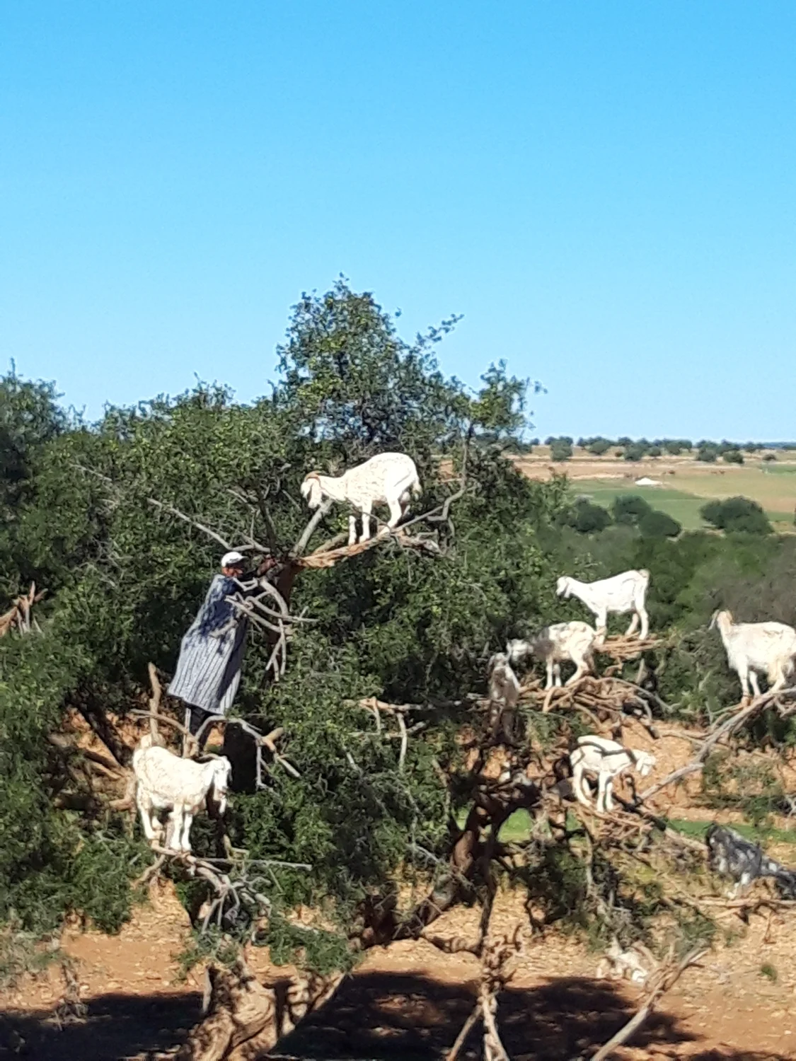 Caravane de Rêve – Wüstentouren ab Agadir