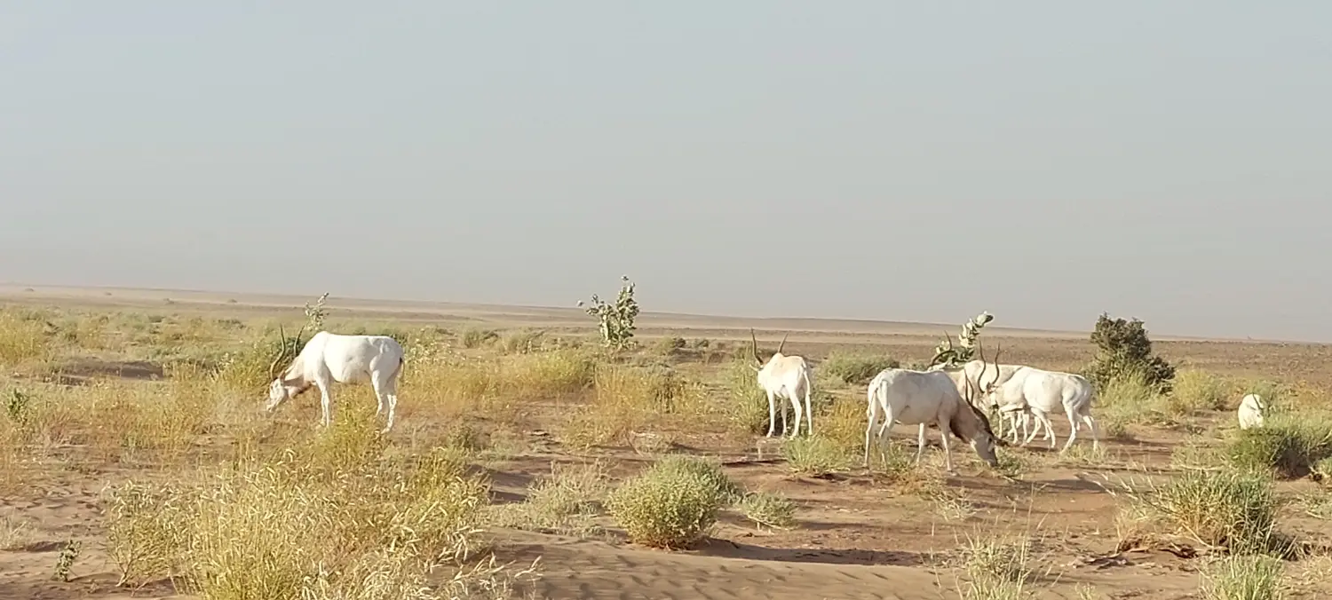 Caravane de Rêve – Tour zu den Höhepunkten der Wüste
