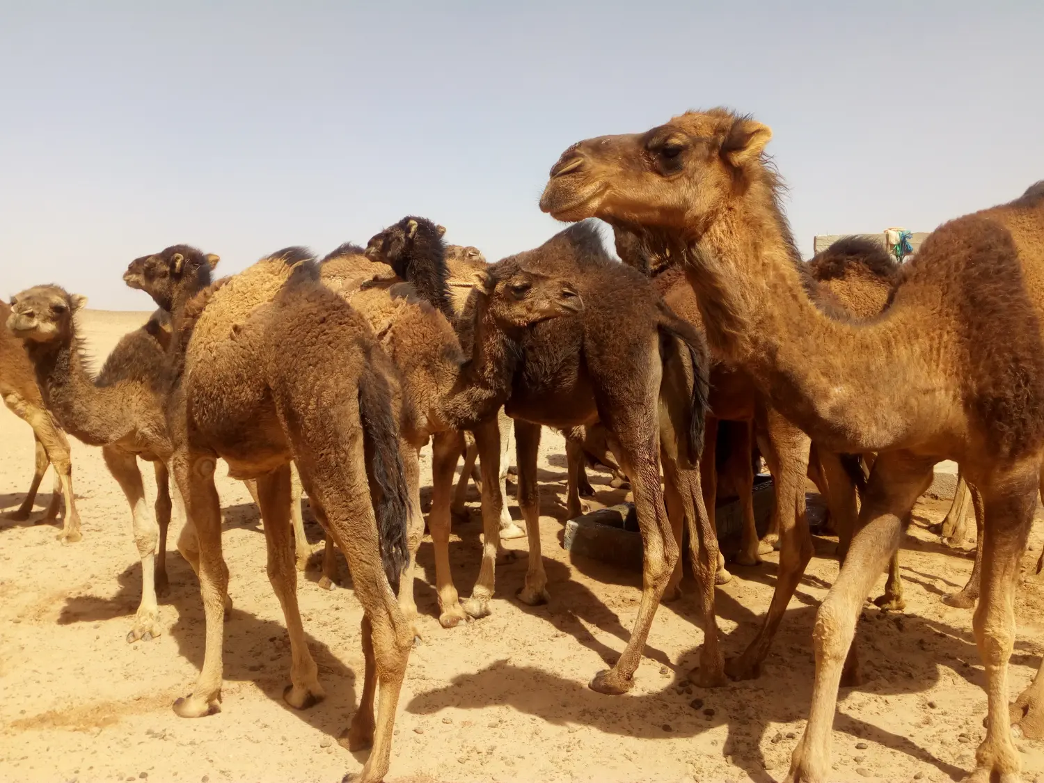 Caravane de Rêve – Tour zu den Höhepunkten der Wüste