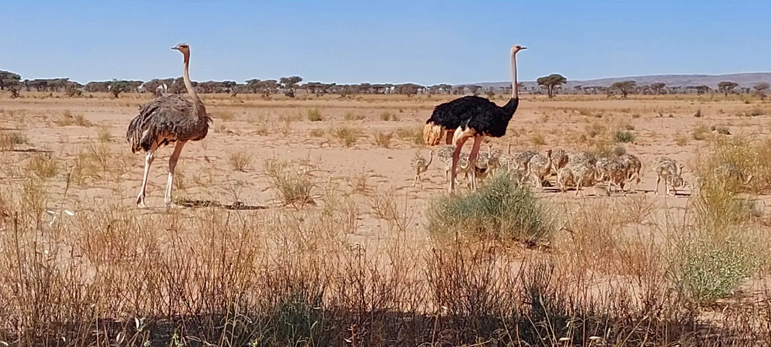 Caravane de Rêve – Tour zu den Höhepunkten der Wüste