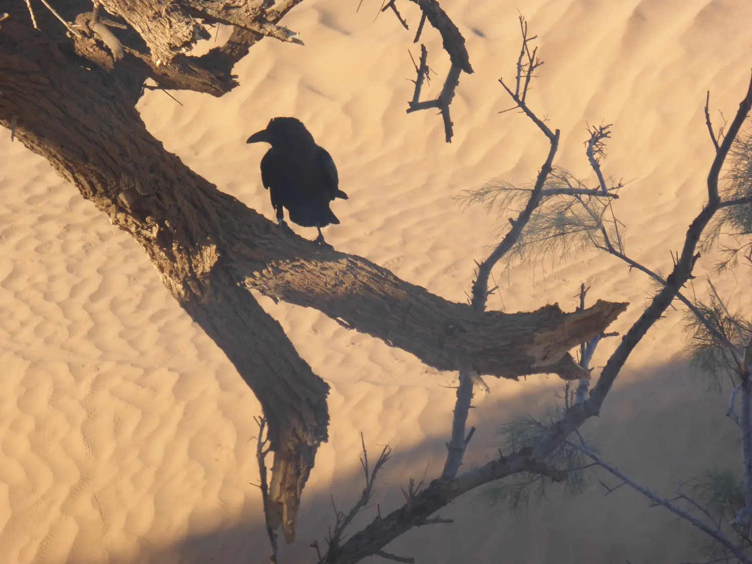 Caravane de Rêve – Krähe auf Baum