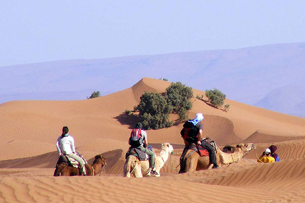 Kameltrekking in der Wüste