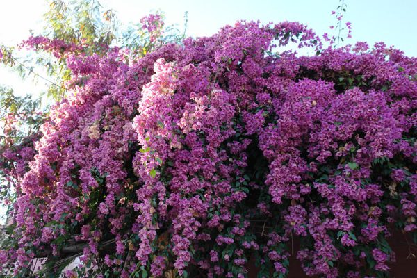 Bougainville in Marrakesch