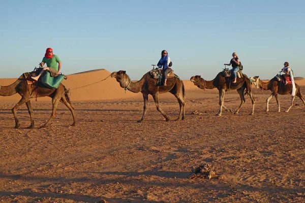Camel Trekking Erg Lihoudi