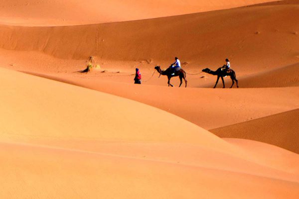 Camel trekking between the dunes
