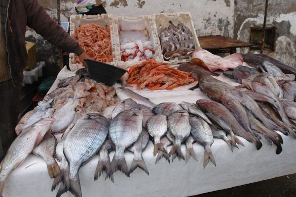 Fresh fish in the harbor of Essaouira