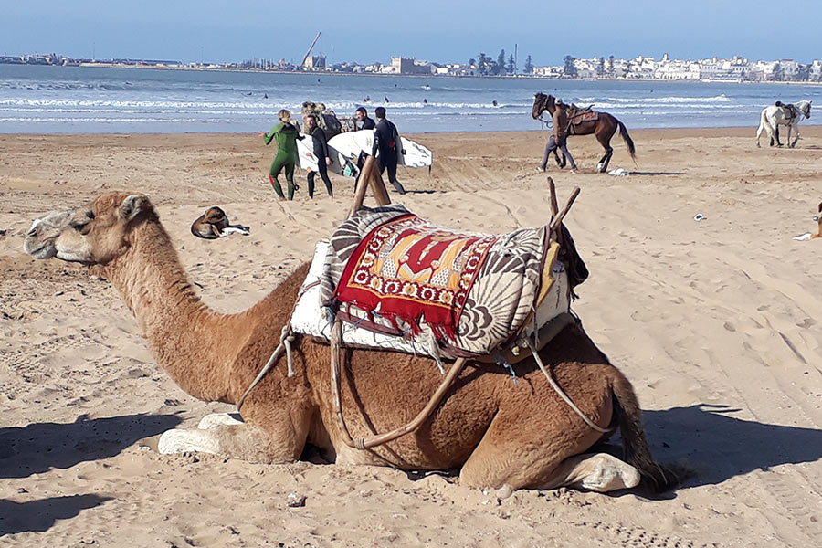 Camel on the beach of Essaouira