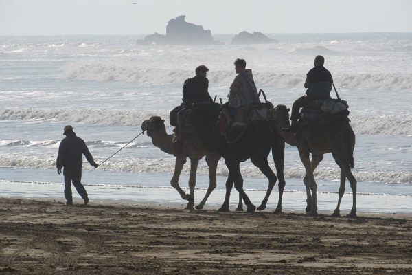 Camel riding on the beach of Essaouira