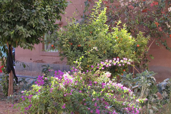 Moroccan garden