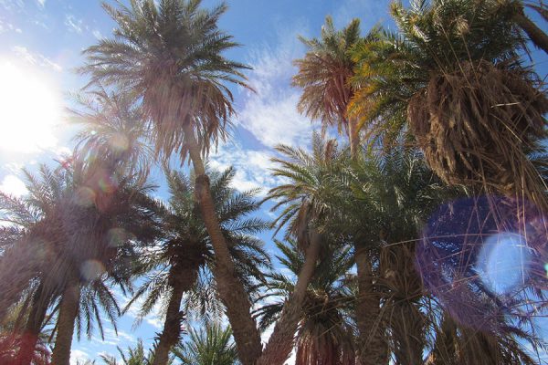 Date palms in the oasis