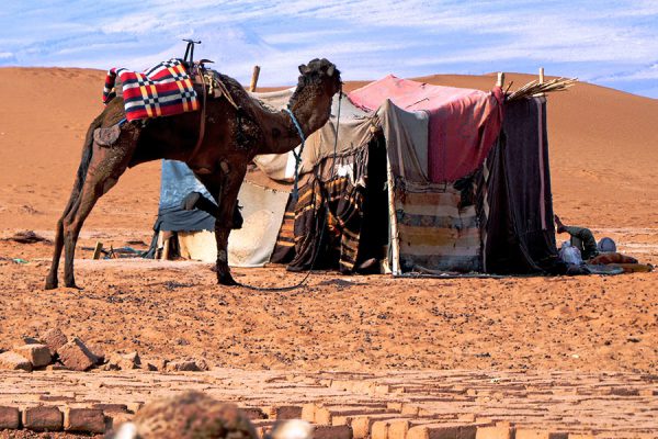  Nomad camp with camel in the middle of the Sahara