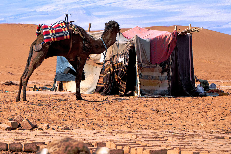 Ein Dromedar steht gesattelt vor einem Zelt in der Sahara