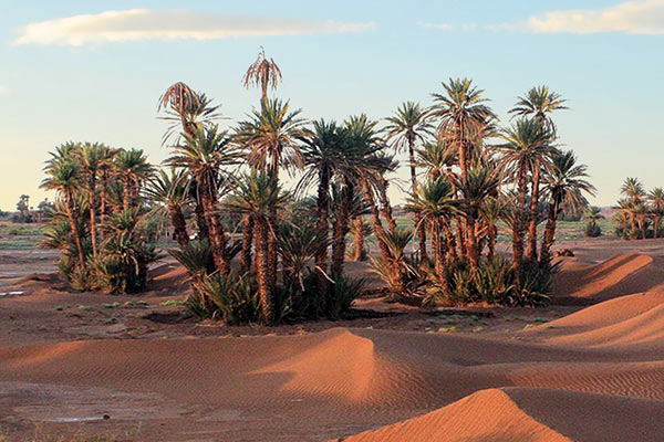 Desert tours from Ouarzazate