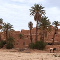 Alte Kasbah von M'Hamid mit Palmen