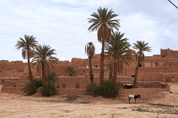 Old Kasbah of M'Hamid with palm trees