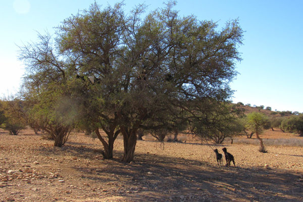Goats on the argan tree from Agadir