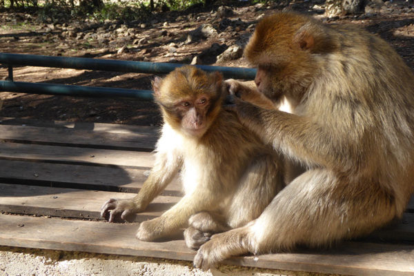 Berber monkeys are puffing