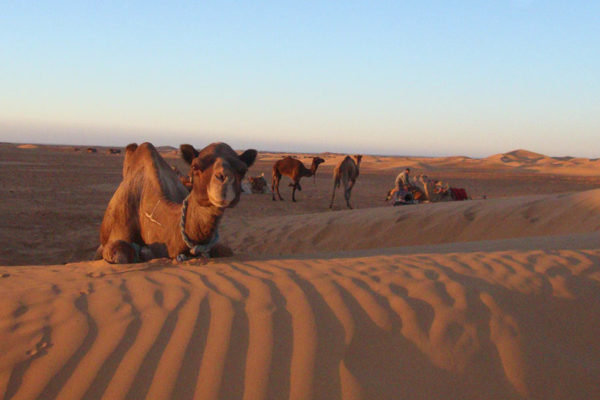 Camels relax in the dunes