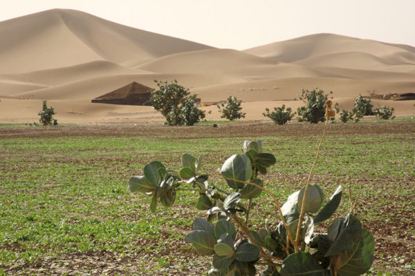 In den Dünen von Erg Chegaga nach dem Regen