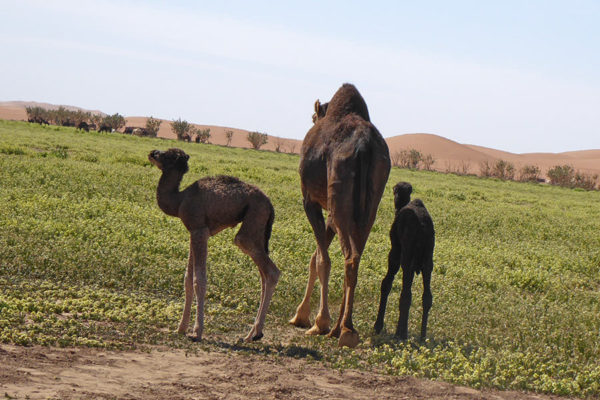 Dromedary with offspring in the field of rucola