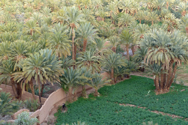 Palmerie in the Draa valley from Quarzazate