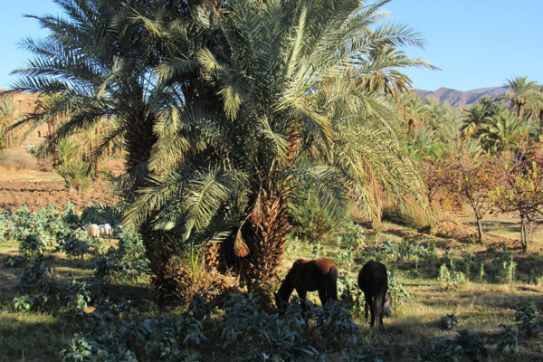 Horses in the Draa Valley