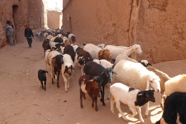 Flock of sheep in the Kasbah of M'Hamid