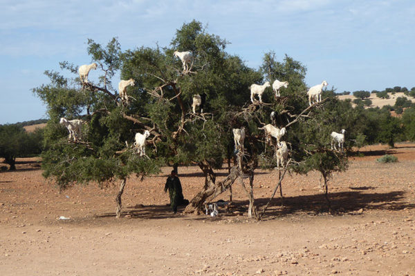 Ziegen im Argan-Baum auf dem Weg nach Essaouira